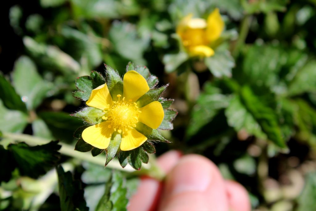 Settimo Rottaro (TO) - Duchesnea indica